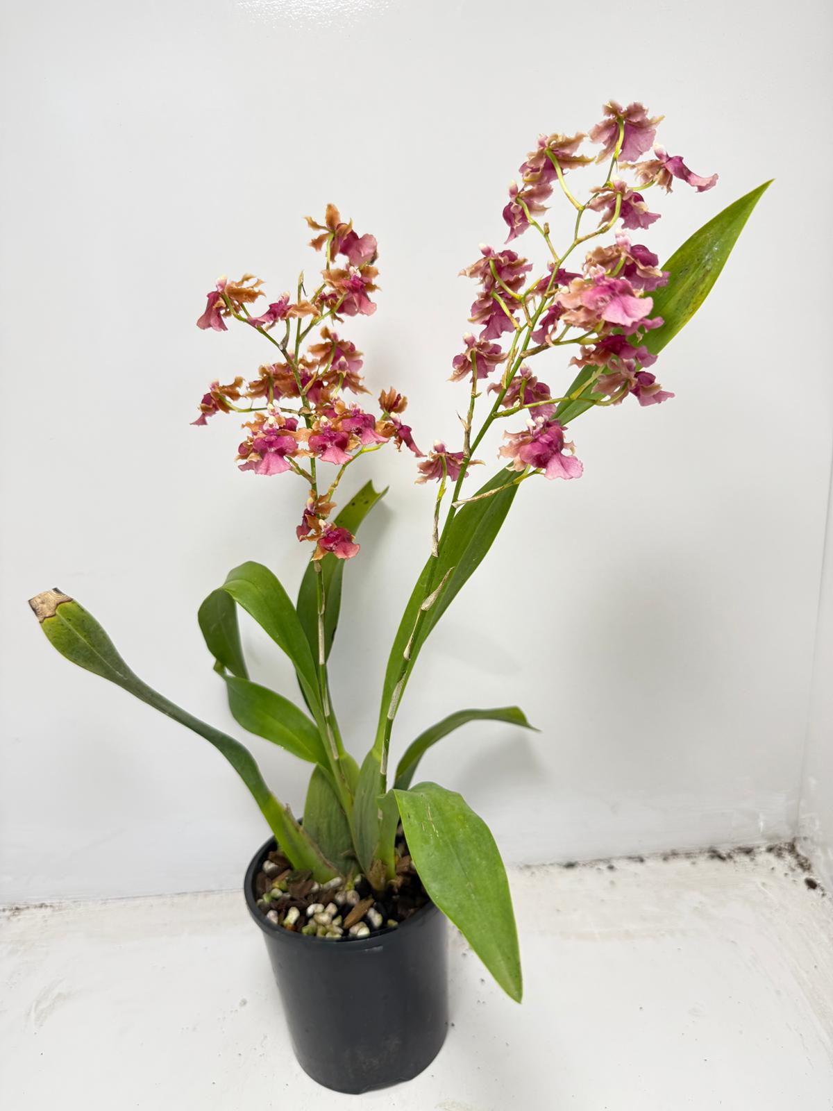Oncidium Pacific Sunrise ‘Hakalau’ (100mm)