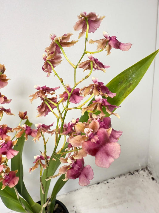 Oncidium Pacific Sunrise ‘Hakalau’ – Compact Dancing Lady Orchid|100mm