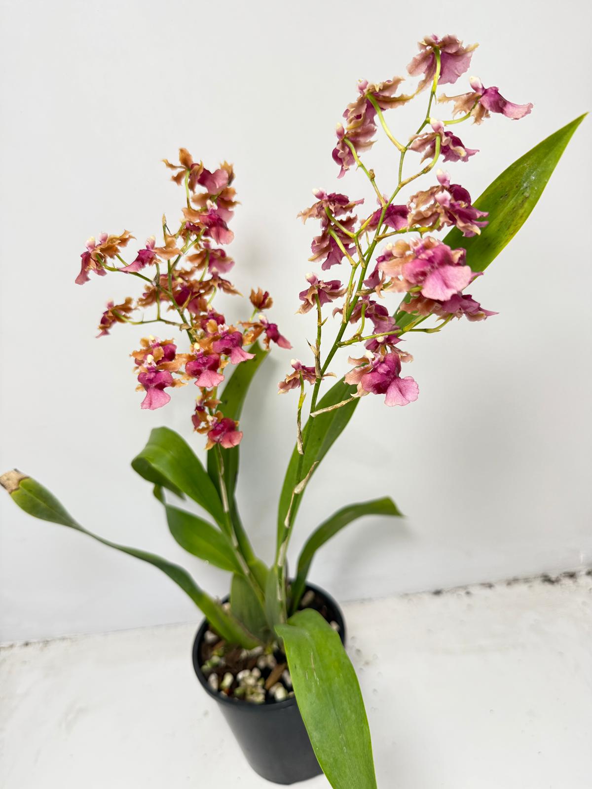 Oncidium Pacific Sunrise ‘Hakalau’ (100mm)