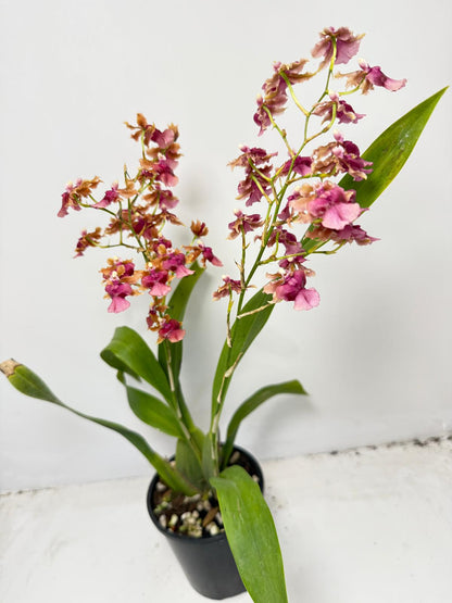 Oncidium Pacific Sunrise ‘Hakalau’ (100mm)