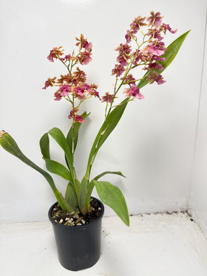 Oncidium Pacific Sunrise ‘Hakalau’ (100mm)