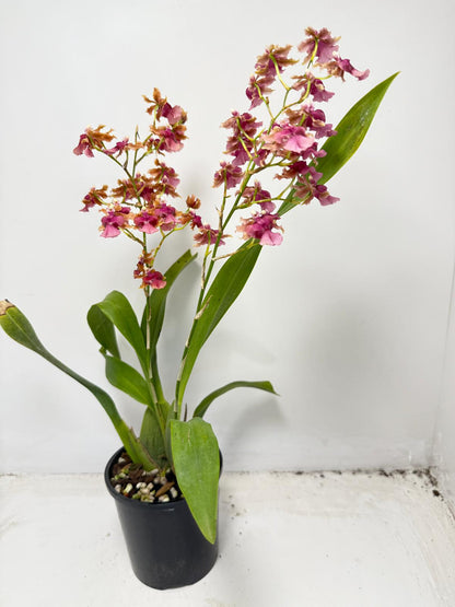 Oncidium Pacific Sunrise ‘Hakalau’ (100mm)