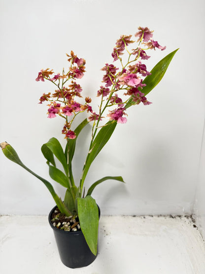 Oncidium Pacific Sunrise ‘Hakalau’ (100mm)