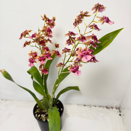 Oncidium Pacific Sunrise ‘Hakalau’ (100mm)
