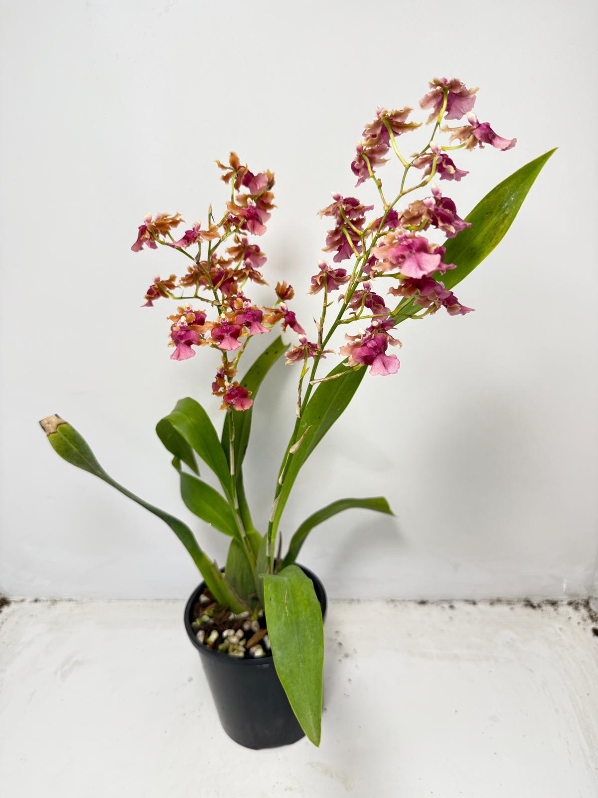 Oncidium Pacific Sunrise ‘Hakalau’ (100mm)