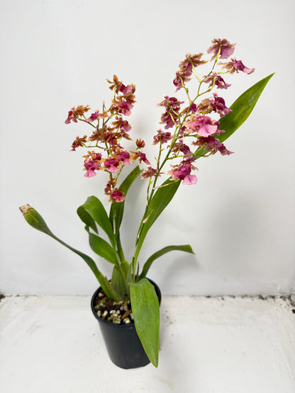 Oncidium Pacific Sunrise ‘Hakalau’ (100mm)