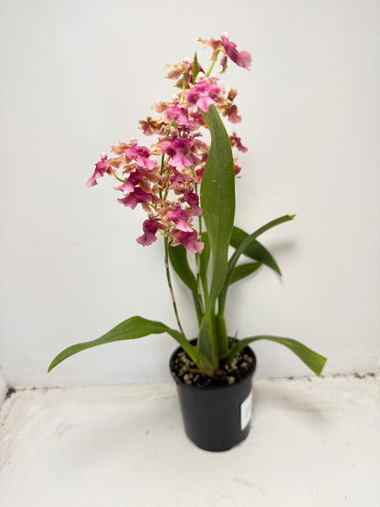 Oncidium Pacific Sunrise ‘Hakalau’ (100mm)