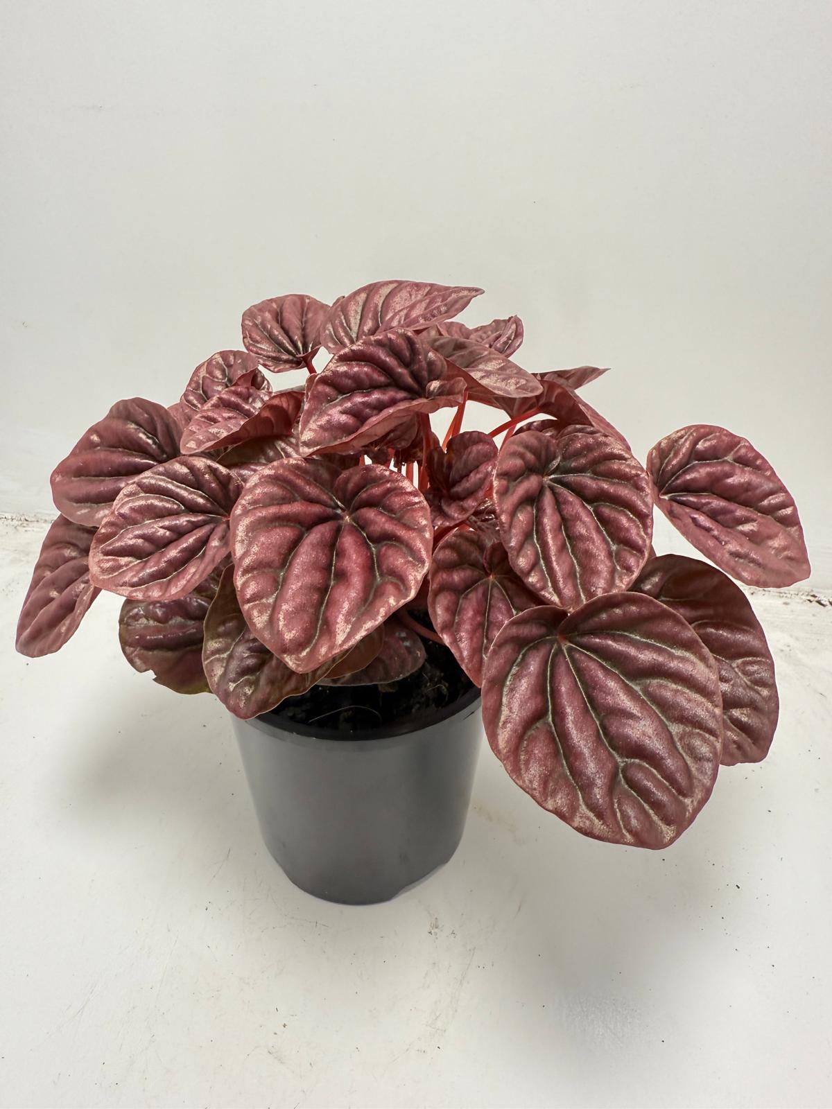 Peperomia ‘Ruby Ripple’ 100mm pot size