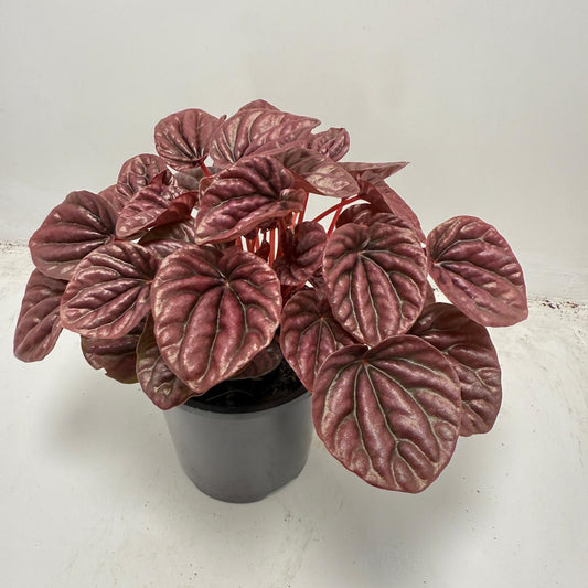 Peperomia ‘Ruby Ripple’ 100mm pot size