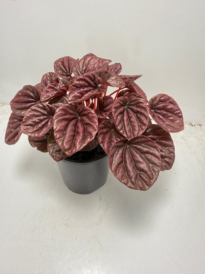 Peperomia ‘Ruby Ripple’ 100mm pot size