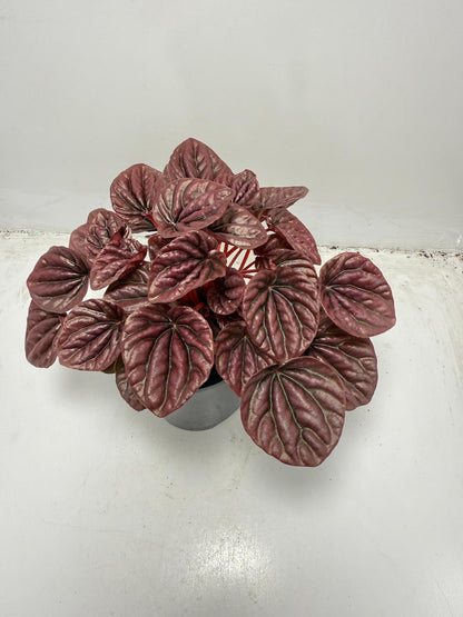 Peperomia ‘Ruby Ripple’ 100mm pot size