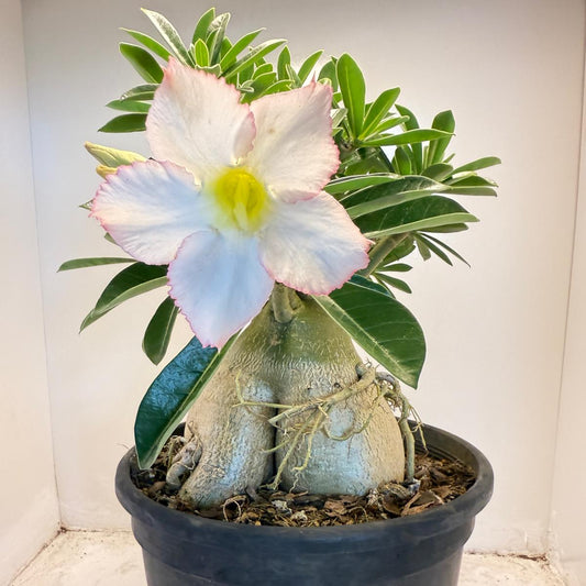 Desert Rose - Adenium Obesum #201