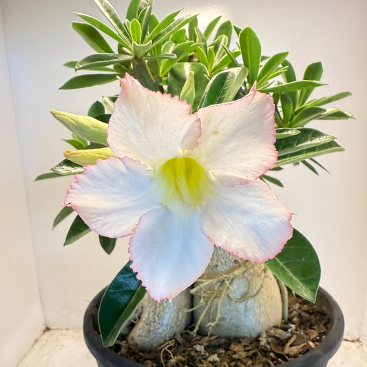 Desert Rose - Adenium Obesum #201