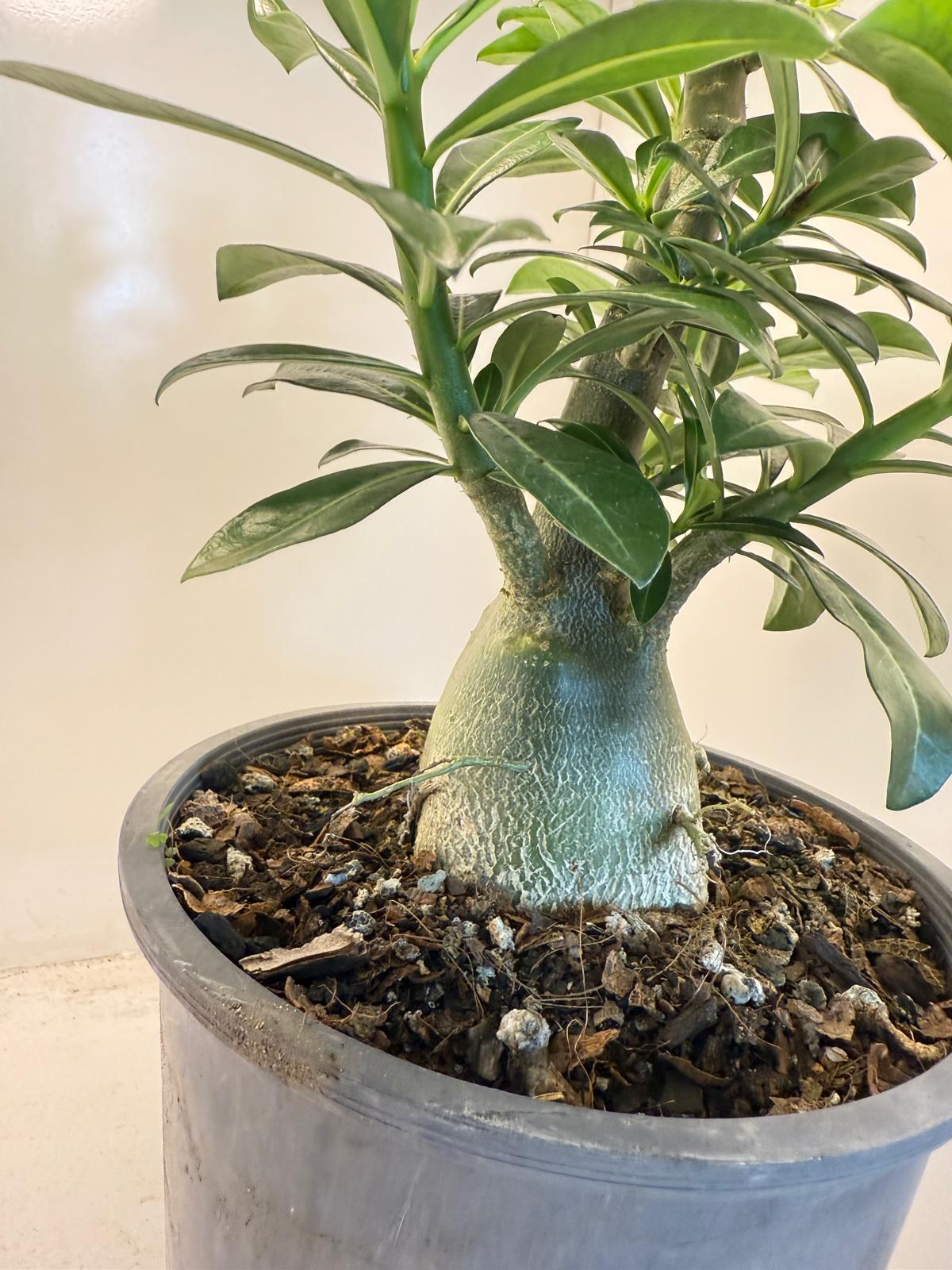 Desert Rose - Adenium Obesum #203