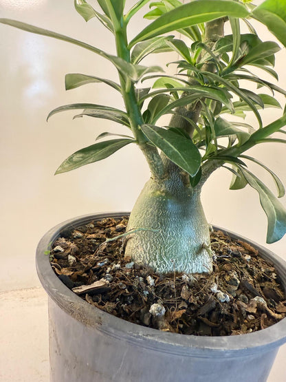 Desert Rose - Adenium Obesum #203