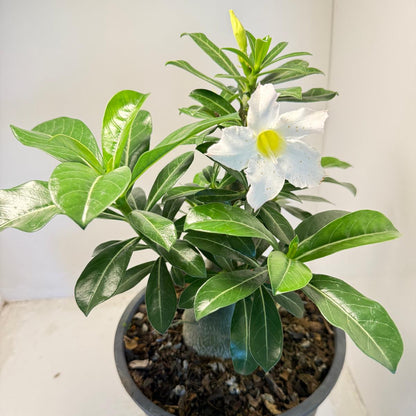 Desert Rose - Adenium Obesum #203