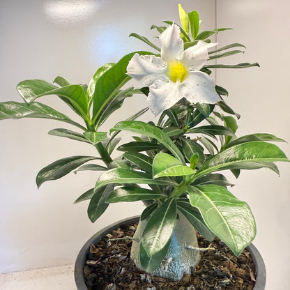 Desert Rose - Adenium Obesum #203