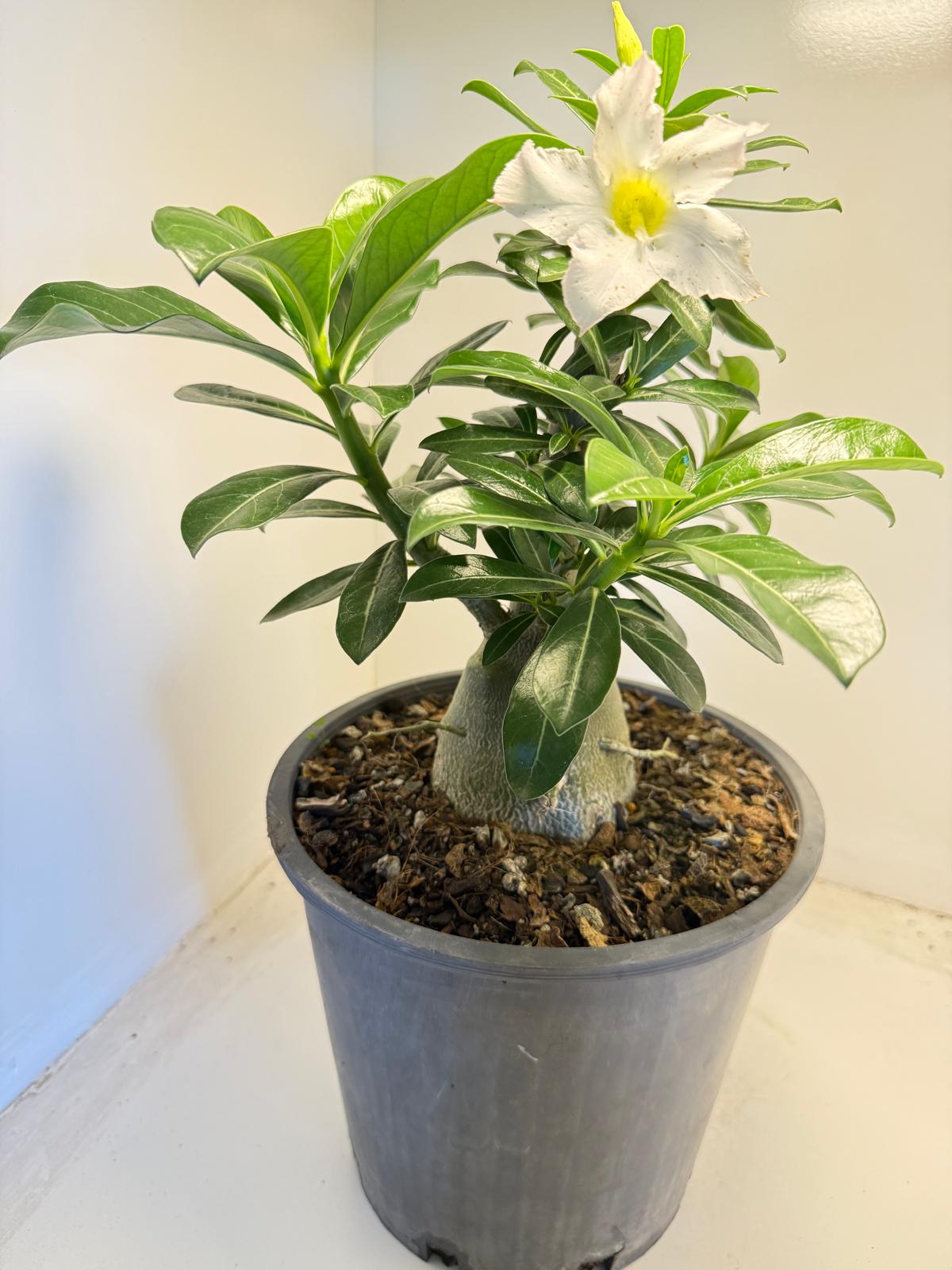 Desert Rose - Adenium Obesum #203