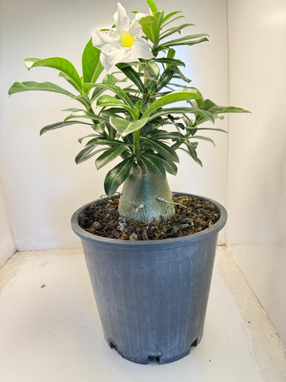 Desert Rose - Adenium Obesum #203