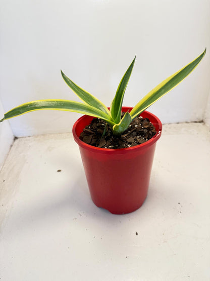 El Miradores Gold Agave – Rare Golden Variegated Agave | 130mm