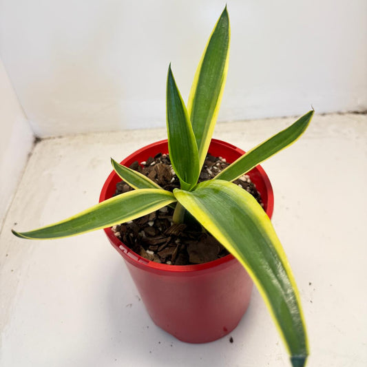 El Miradores Gold Agave – Rare Golden Variegated Agave | 130mm