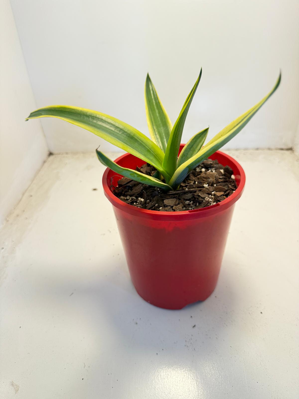 El Miradores Gold Agave – Rare Golden Variegated Agave | 130mm