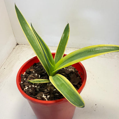 El Miradores Gold Agave – Rare Golden Variegated Agave | 130mm