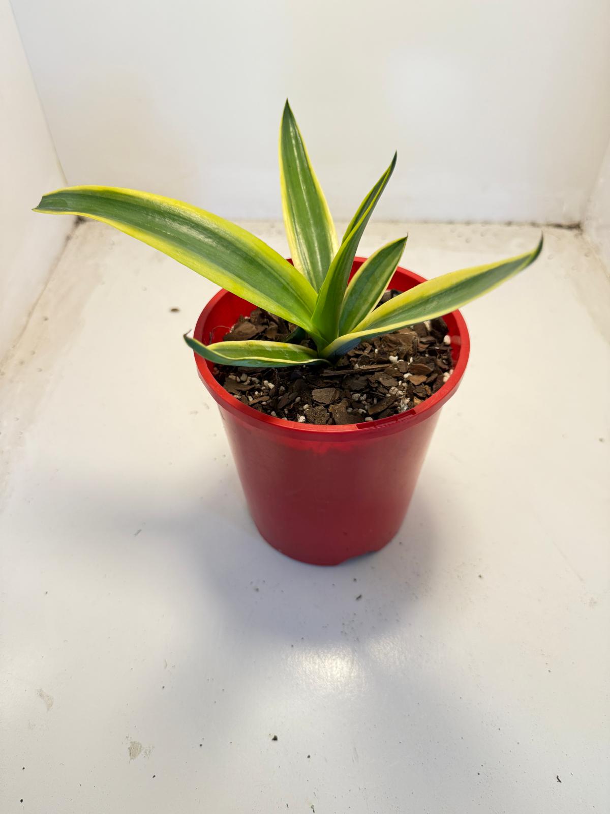 El Miradores Gold Agave – Rare Golden Variegated Agave | 130mm