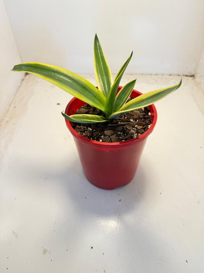 El Miradores Gold Agave – Rare Golden Variegated Agave | 130mm