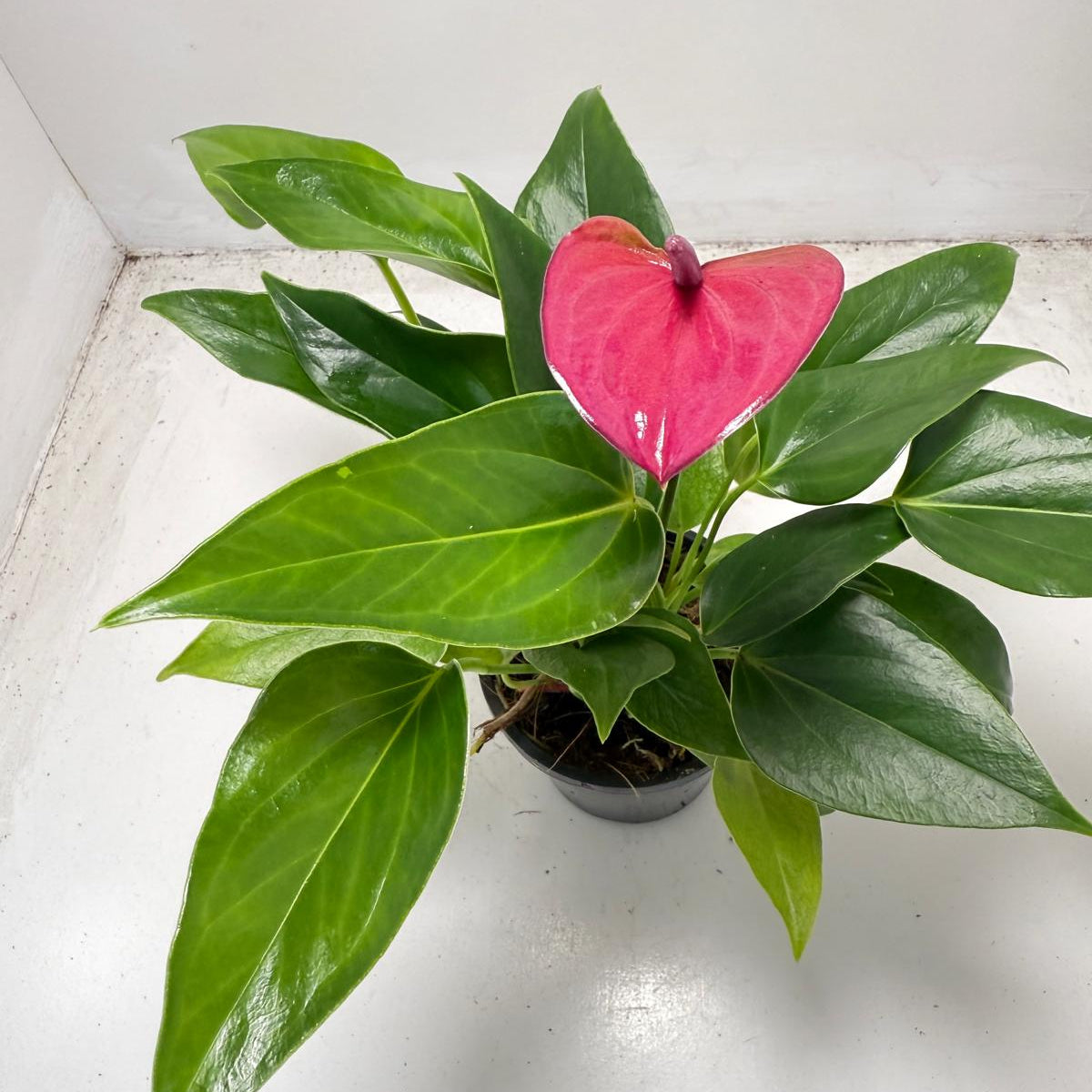 Anthurium Cirano – Decorative 100mm Potted Plant for Interiors