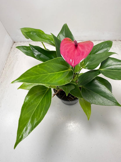 Anthurium Cirano – Decorative 100mm Potted Plant for Interiors
