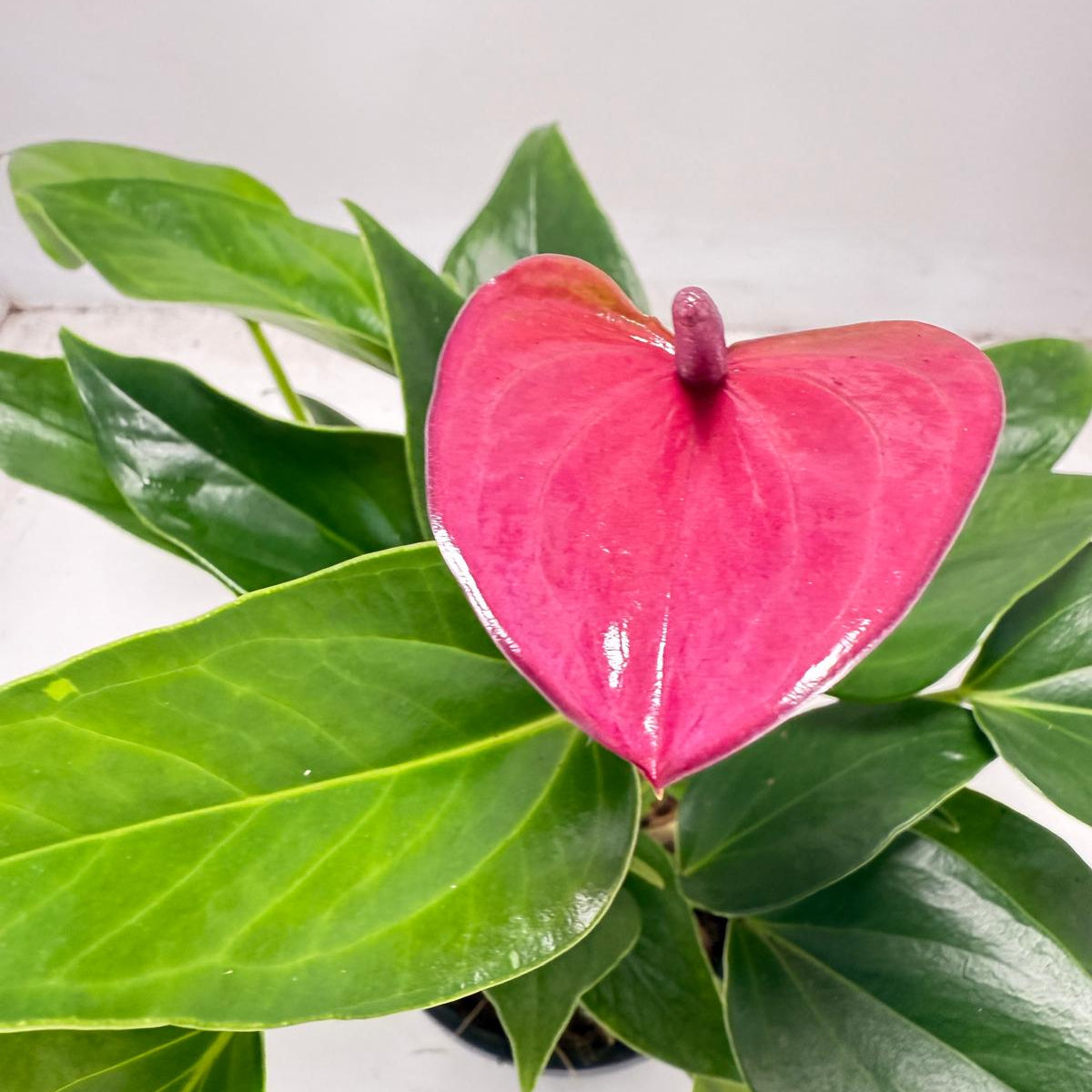 Anthurium Cirano – Decorative 100mm Potted Plant for Interiors