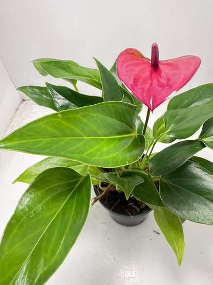 Anthurium Cirano – Decorative 100mm Potted Plant for Interiors