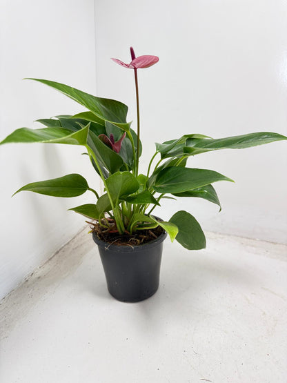 Anthurium Cirano – Decorative 100mm Potted Plant for Interiors