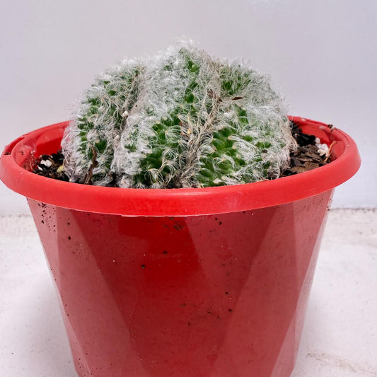 Mammillaria recteaculeata f. cristata – Rare Crested Cactus |130mm