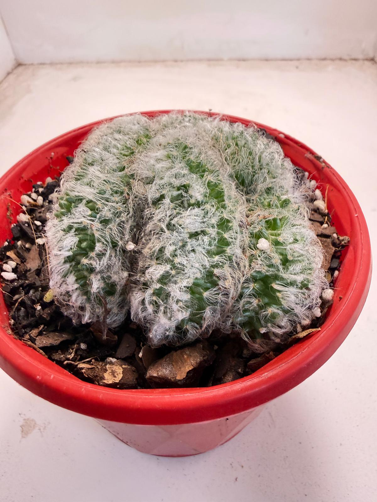 Mammillaria recteaculeata f. cristata – Rare Crested Cactus |130mm