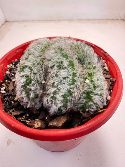 Mammillaria recteaculeata f. cristata – Rare Crested Cactus |130mm