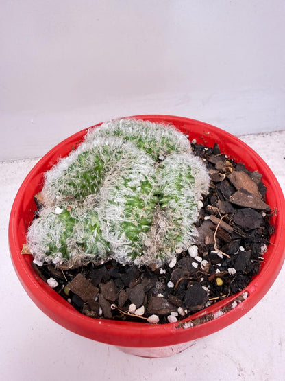 Mammillaria recteaculeata f. cristata – Rare Crested Cactus |130mm