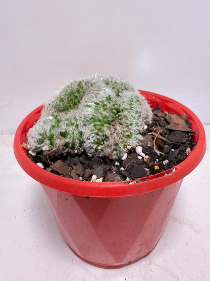 Mammillaria recteaculeata f. cristata – Rare Crested Cactus |130mm