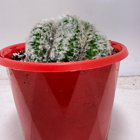 Mammillaria recteaculeata f. cristata – Rare Crested Cactus |130mm