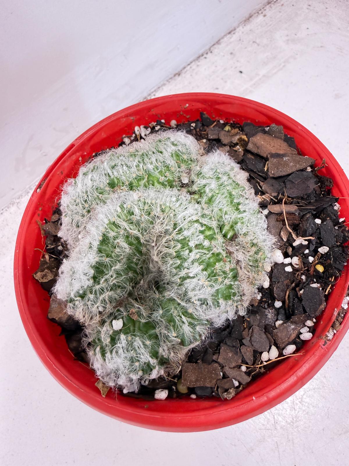 Mammillaria recteaculeata f. cristata – Rare Crested Cactus |130mm