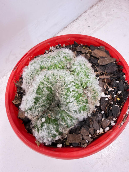 Mammillaria recteaculeata f. cristata – Rare Crested Cactus |130mm
