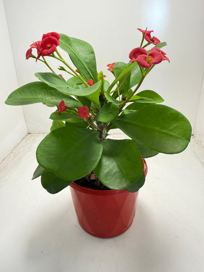 Euphorbia Milli # 930