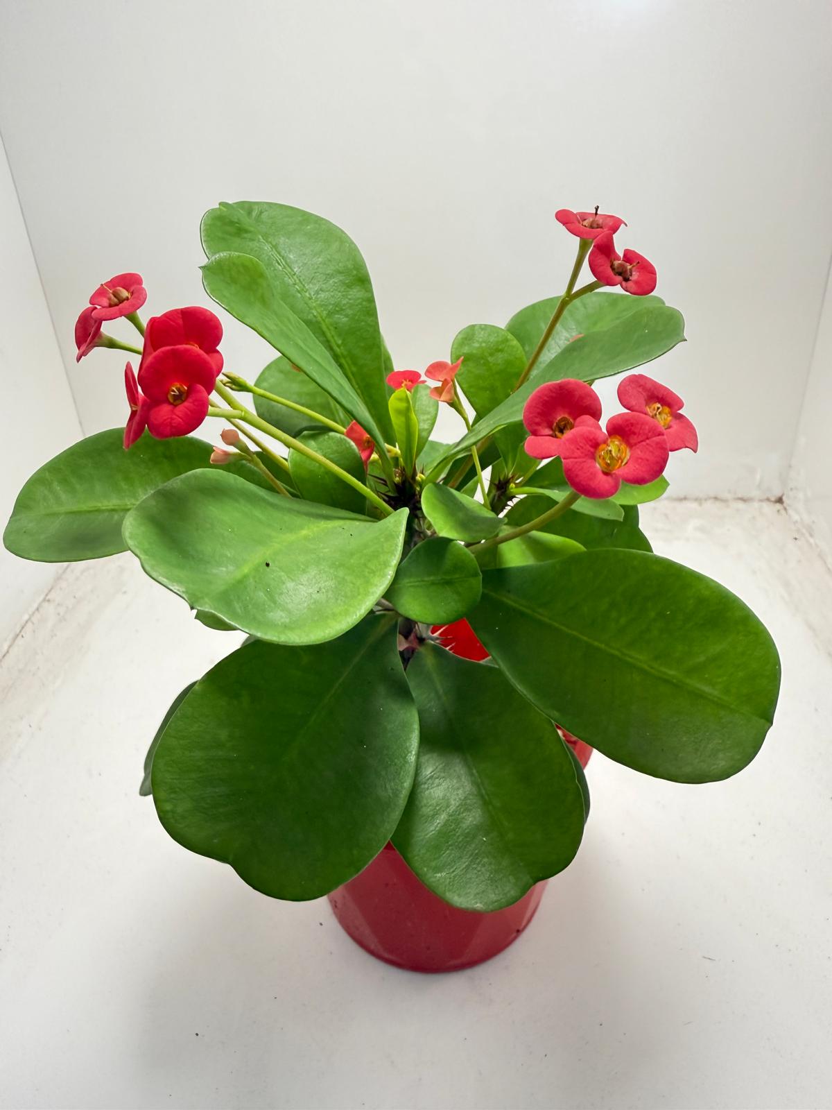 Euphorbia Milli # 930