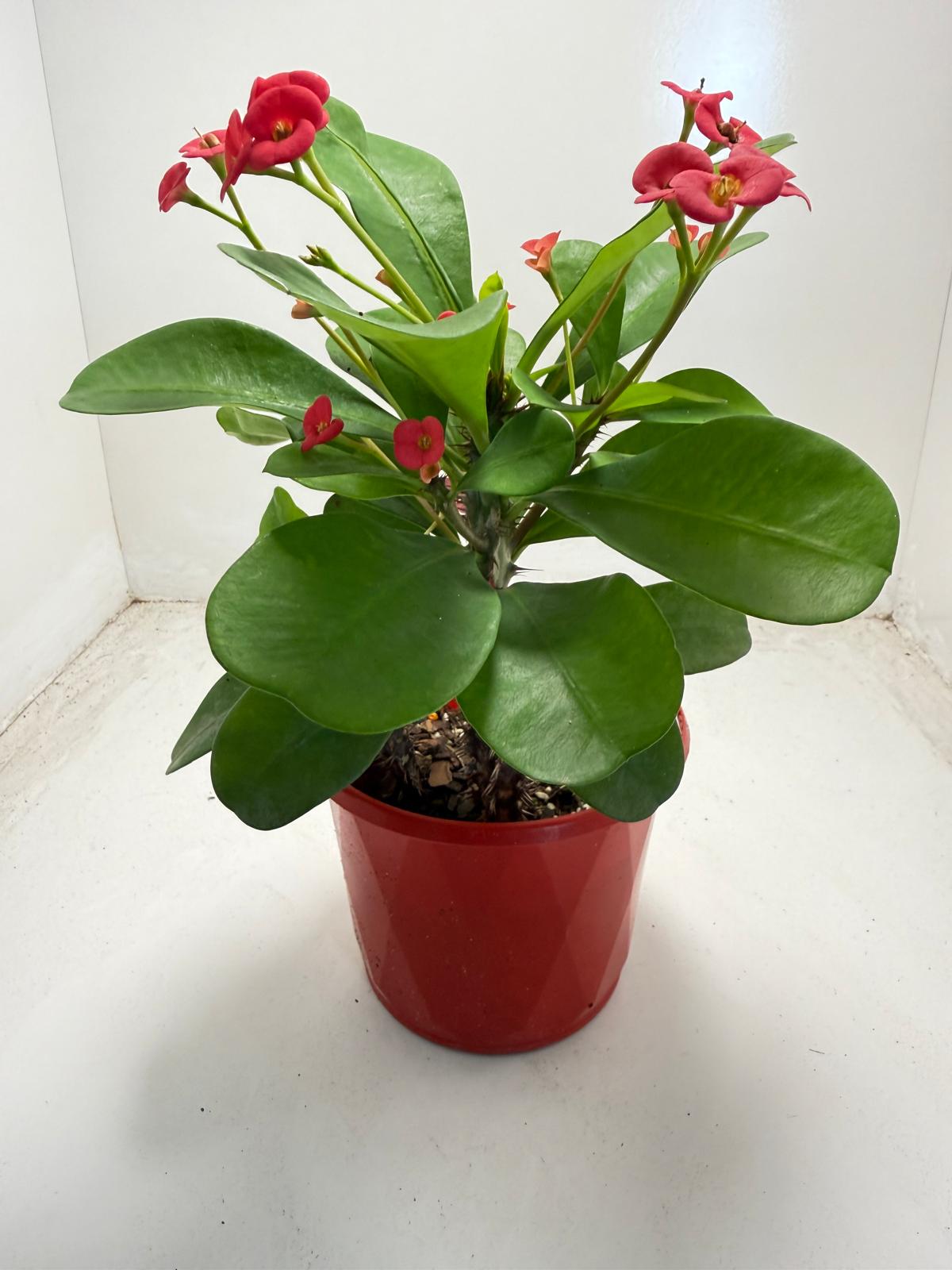 Euphorbia Milli # 930