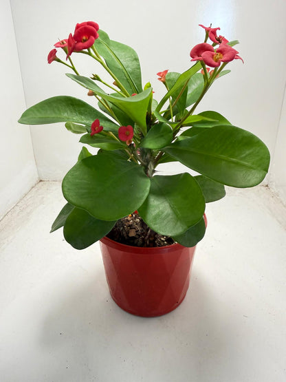 Euphorbia Milli # 930