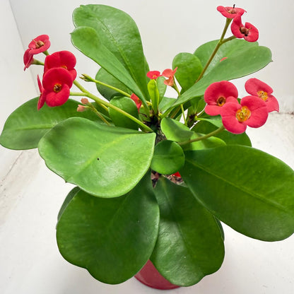 Euphorbia Milli # 930