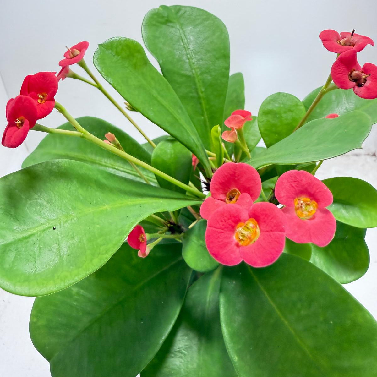 Euphorbia Milli # 930