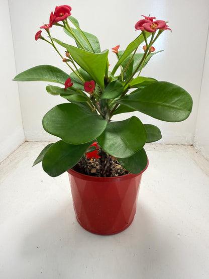 Euphorbia Milli # 930