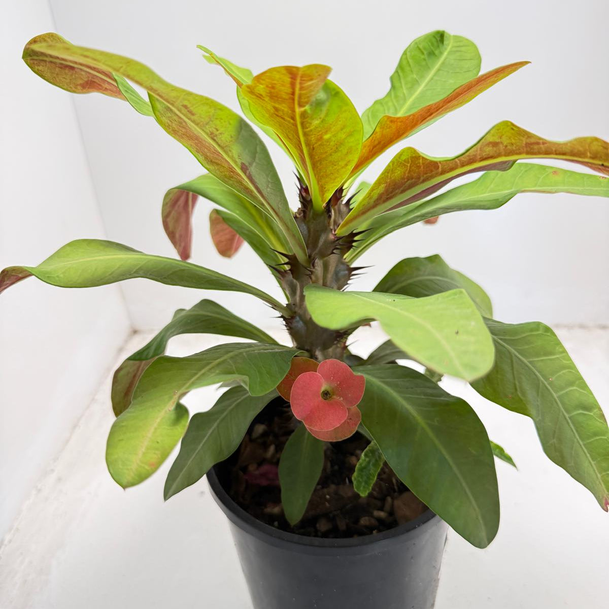 Euphorbia Milli # 931